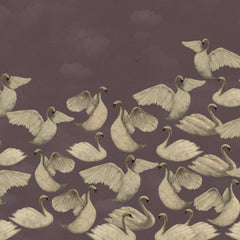 Cygnes de Nuit - Mauve