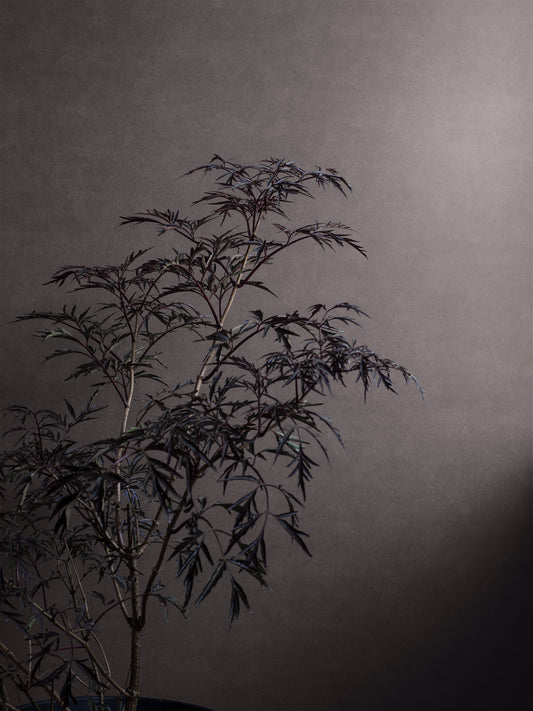 Papier peint Borastapeter - Nuances Hématite