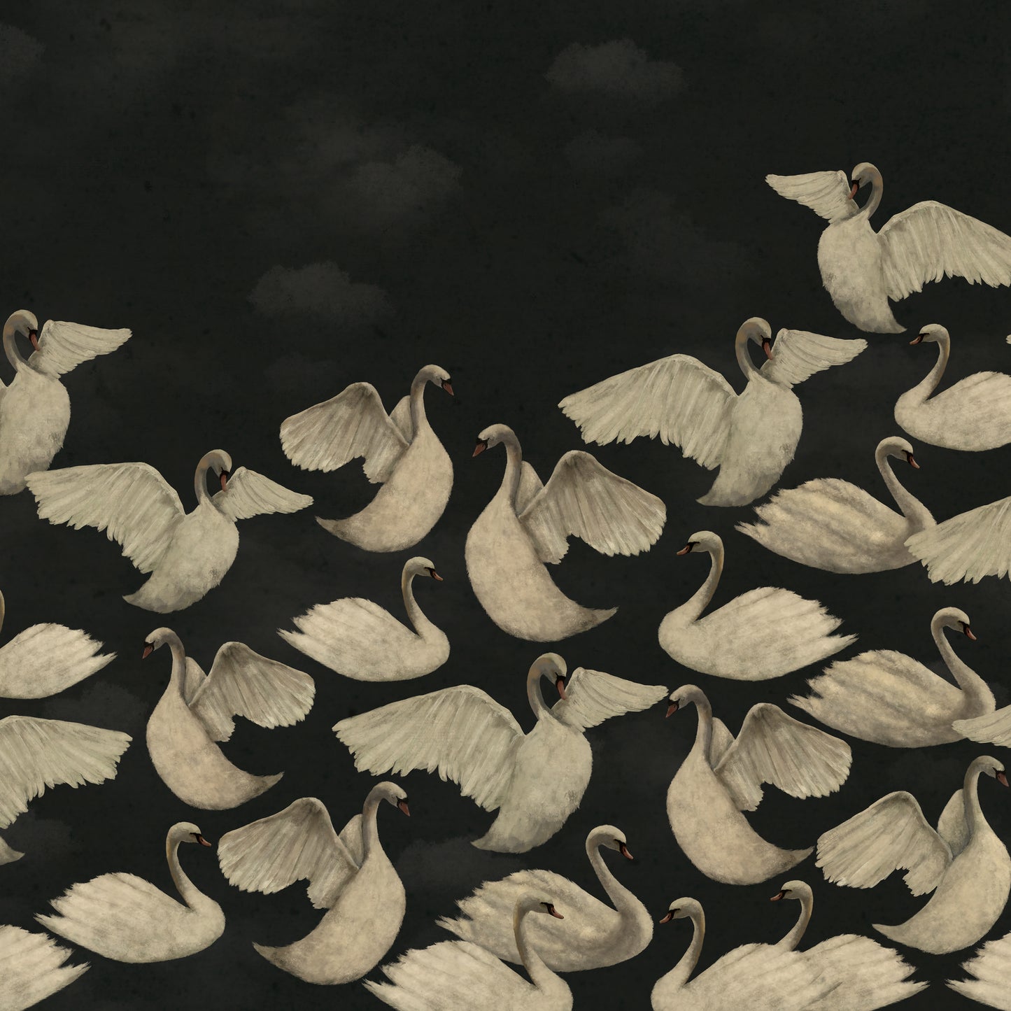 Cygnes de Nuit - Charbon