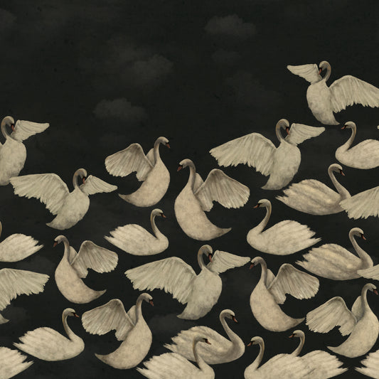 Cygnes de Nuit - Charbon