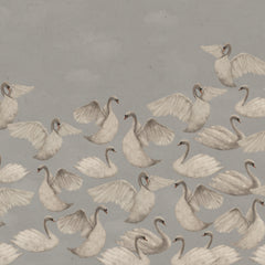 Cygnes de Nuit - Gris
