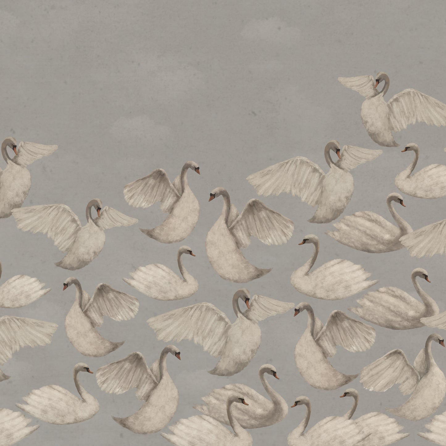 Cygnes de Nuit - Gris