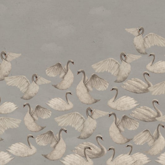 Cygnes de Nuit - Gris