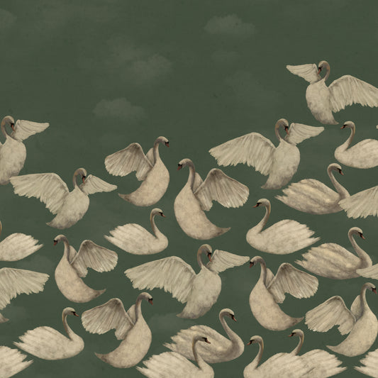 Cygnes de Nuit - Sauge